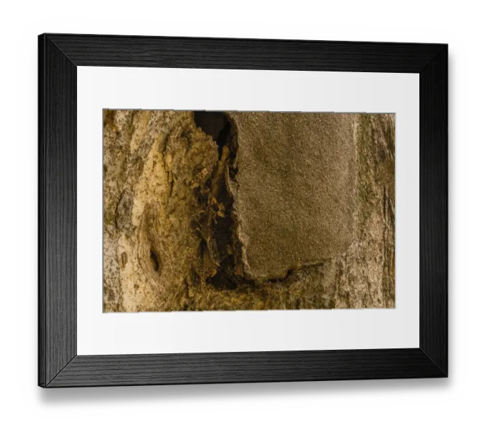 Framed Print : Closeup of the bark of a large old tree where tar that was used to repair tree has separated from tree in South Korea Framed Print : Closeup of the bark of a large old tree where tar that was used to repair tree has separated from tree in South Korea