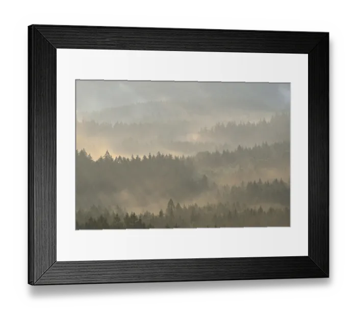 Framed Print : Mist rising from the forest, in the morning