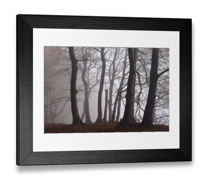 Framed Print : Fog in beech forest, autumn, Jasmund National Park
