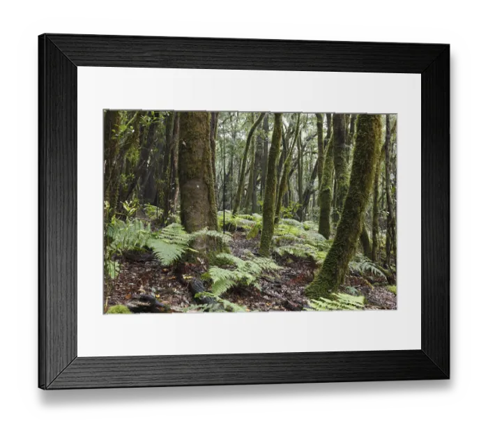 Framed Print : Ferns in the laurel forest, Garajonay National Park