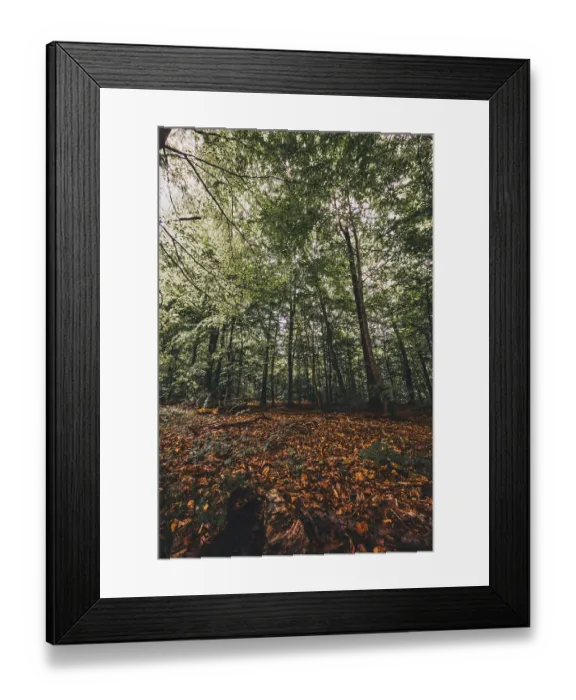 Framed Print : Leaves on the forest floor in the Deister forest near Hanover