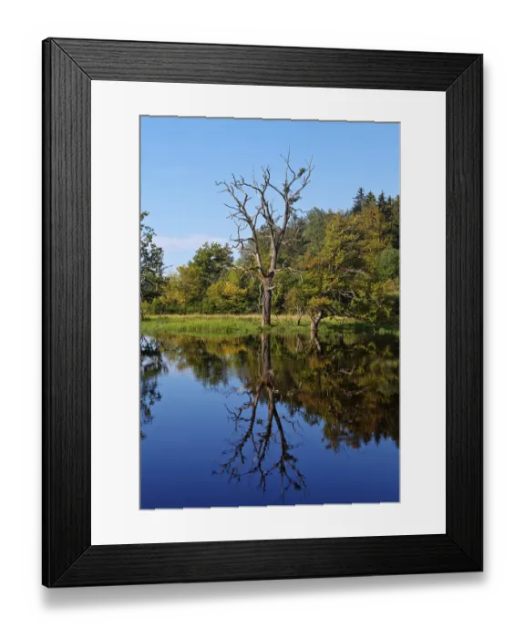 Framed Print : Seachtnmoor, moor, dead trees are reflected in the swamp Framed Print : Seachtnmoor, moor, dead trees are reflected in the swamp