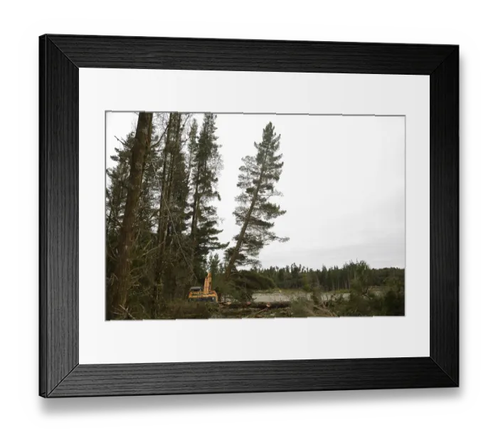 Framed Print : A Pinus radiata tree is felled by an autocutter at a milling site in exotic forest on the West Coast Framed Print : A Pinus radiata tree is felled by an autocutter at a milling site in exotic forest on the West Coast
