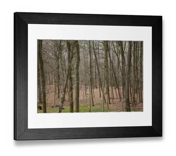 Framed Print : Leafless beech forest in autumnal mood with leaves on the ground Framed Print : Leafless beech forest in autumnal mood with leaves on the ground