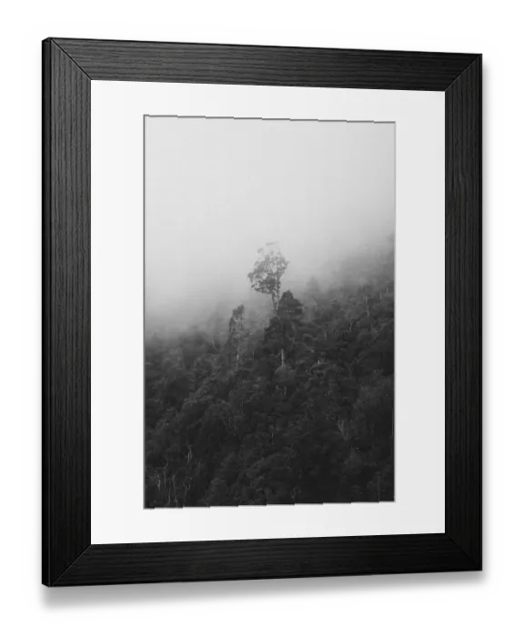 Framed Print : A lone tree stands in a misty forest on a mountain