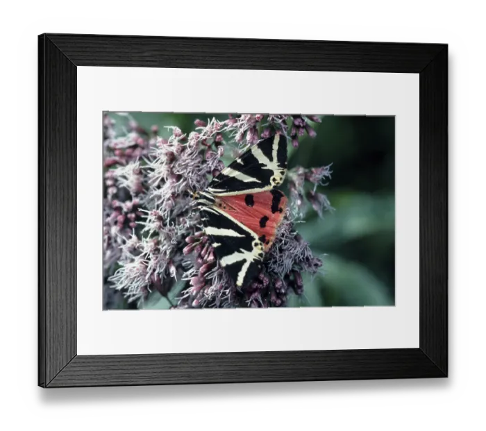 Framed Print : Russian bear, jersey tiger (Euplagia quadripunctaria) Framed Print : Russian bear, jersey tiger (Euplagia quadripunctaria)