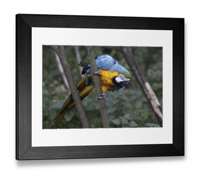 Framed Print : Yellow-breasted macaw