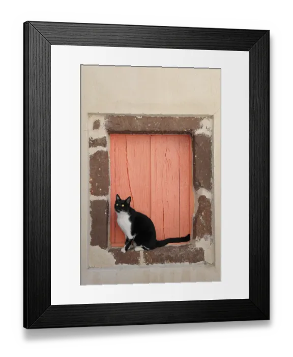 Framed Print : Domestic cat, Santorini, Greece