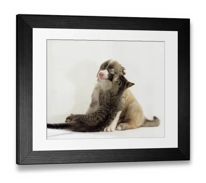 Framed Print : Mixed breed dog, puppy and kitten