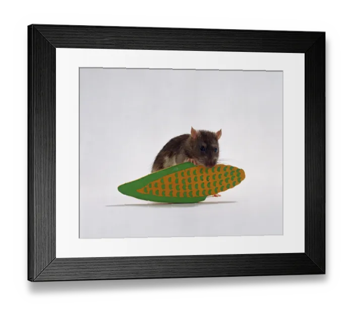 Framed Print : Colour rat with rodent toy, indoor, studio