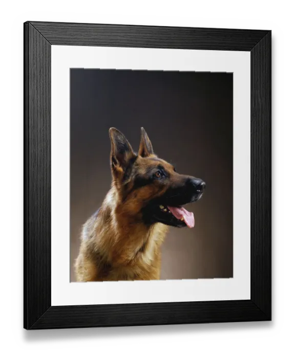 Framed Print : German Shepherd or Alsatian Framed Print : German Shepherd or Alsatian
