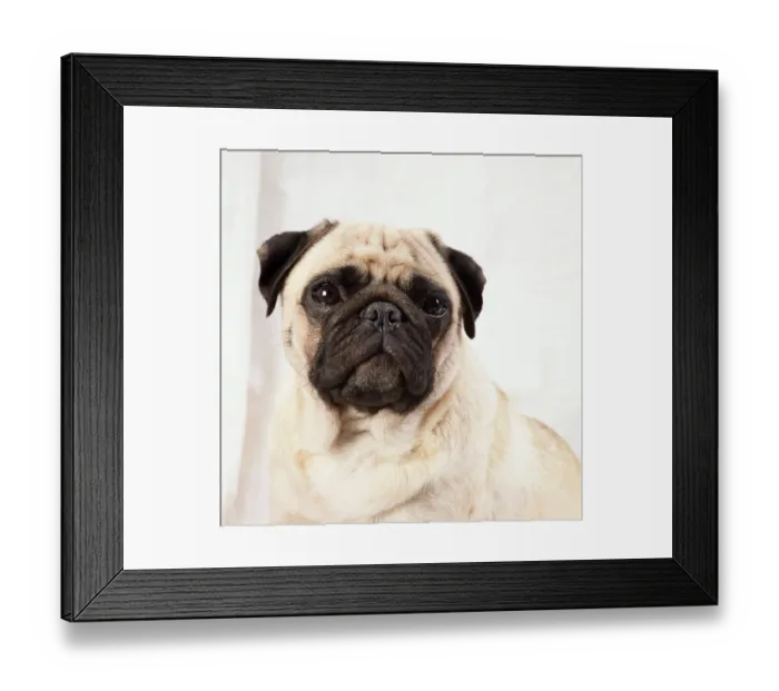 Framed Print : Pug