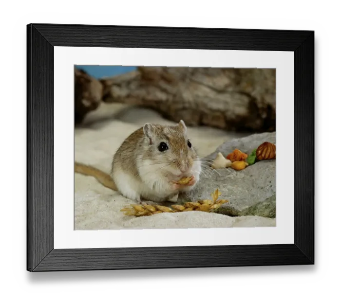 Framed Print : Gerbil, mongolian gerbil (Meriones unguiculatus) gerbil