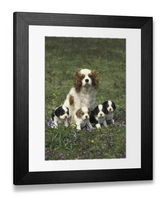 Framed Print : Cavalier King Charles Spaniel dog Framed Print : Cavalier King Charles Spaniel dog