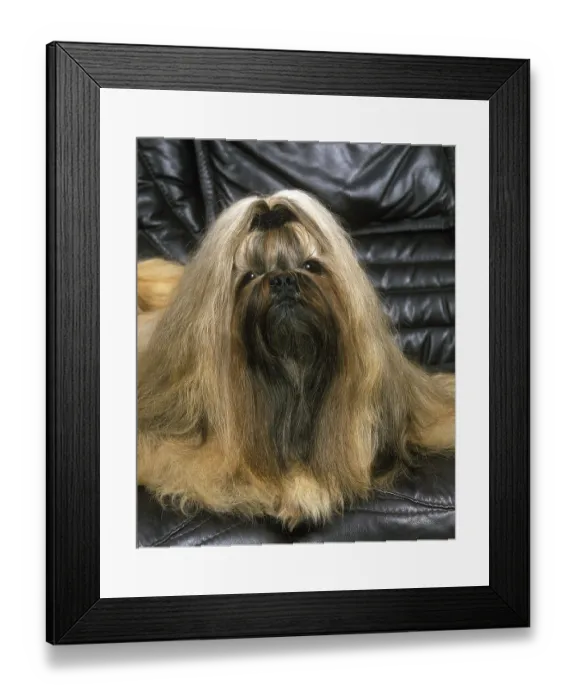 Framed Print : Shi Tzu dog lying on leather sofa Framed Print : Shi Tzu dog lying on leather sofa