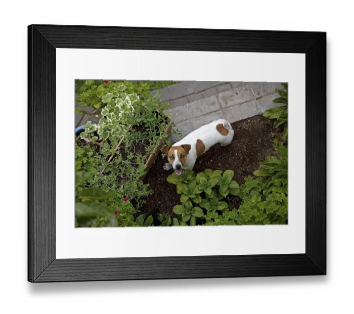 Framed Print : JACK RUSSELL TERRIER IN A GARDEN Framed Print : JACK RUSSELL TERRIER IN A GARDEN