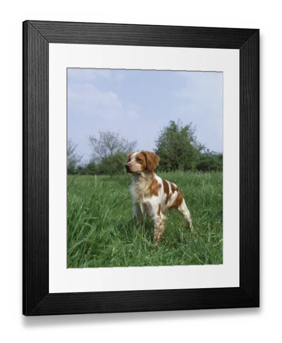 Framed Print : Brittany Spaniel, Dog on Grass