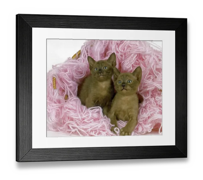 Framed Print : Zibeline Burmese Domestic Cat, Kitten in Wool Framed Print : Zibeline Burmese Domestic Cat, Kitten in Wool