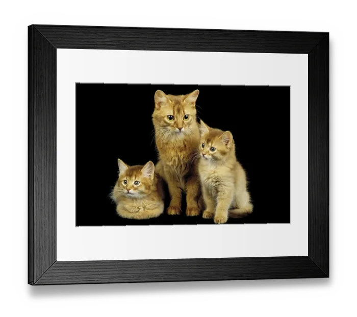 Framed Print : Red Somali domestic cat, mother and kittens against black background