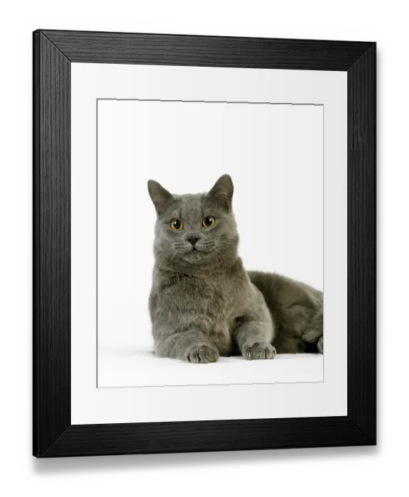 Framed Print : BLUE EUROPEAN DOMESTIC CAT, ADULT