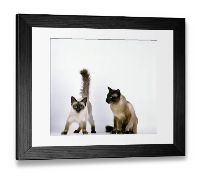 Framed Print : Balinese domestic cat, adult against white background