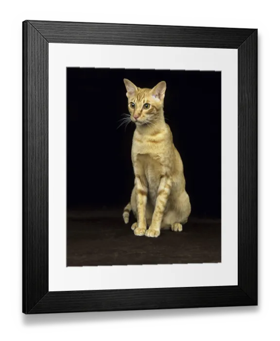 Framed Print : RED ORIENTAL HOUSE CAT, adult SITTING IN FRONT OF BLACK BACKGROUND