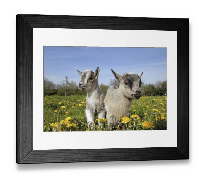 Framed Print : Pygmy goat (capra hircus), 3-month-old young animal with flowers