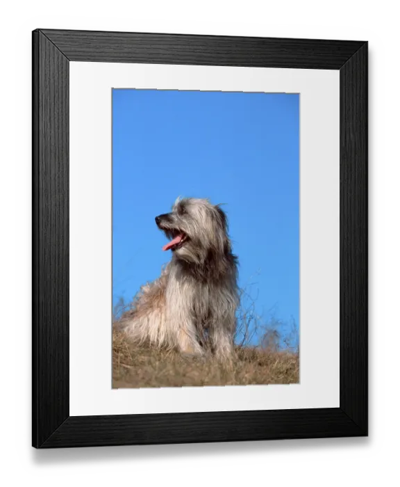 Framed Print : Pyrenean Shepherd, Berger des Pyrenees