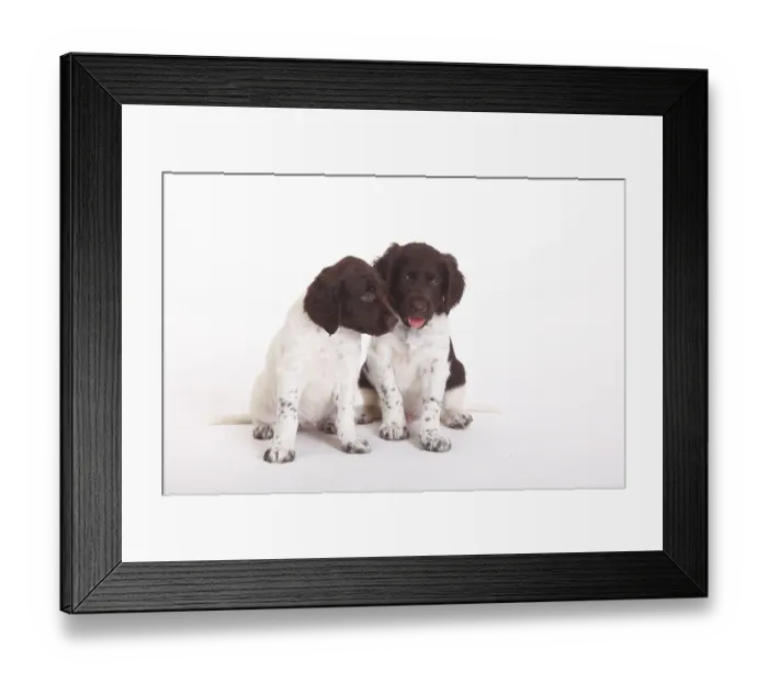 Framed Print : Small Munsterlander, puppies, 7 weeks
