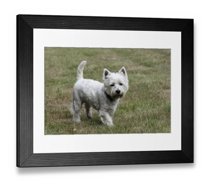 Framed Print : West Highland White Terrier Framed Print : West Highland White Terrier