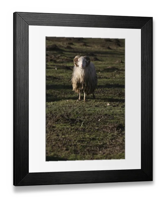 Framed Print : Shaggy farm animal