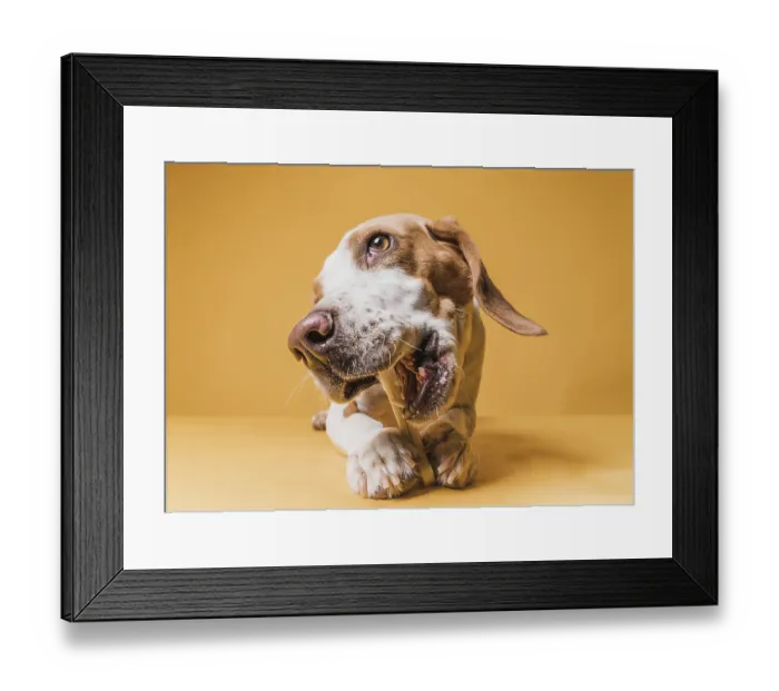 Framed Print : Front view funny dog eating bone Framed Print : Front view funny dog eating bone