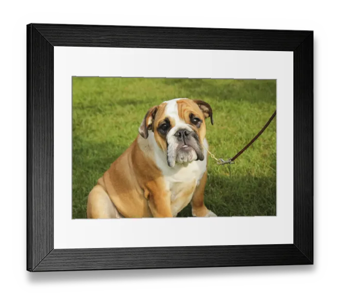 Framed Print : Dog Show. Rybnik, Poland, Rybnik Framed Print : Dog Show. Rybnik, Poland, Rybnik