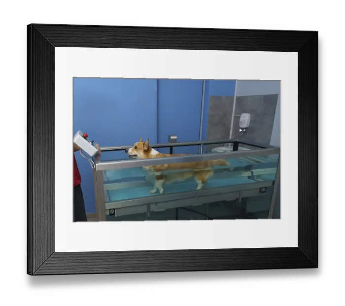 Framed Print : Dog rehabilitation on a water treadmill