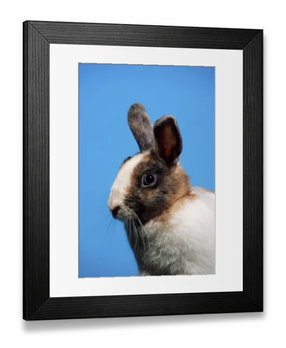 Framed Print : Dwarf rabbits, domestic rabbits Framed Print : Dwarf rabbits, domestic rabbits