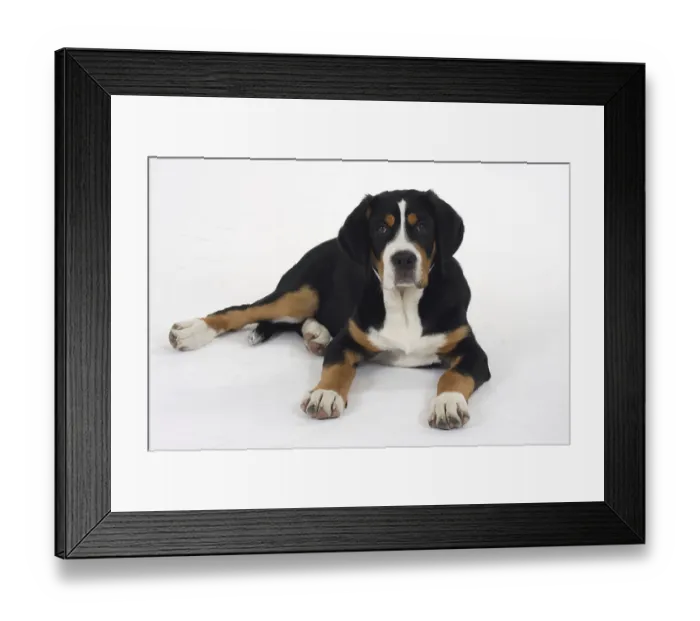 Framed Print : Great Swiss Mountain Dog, puppy, 14 weeks