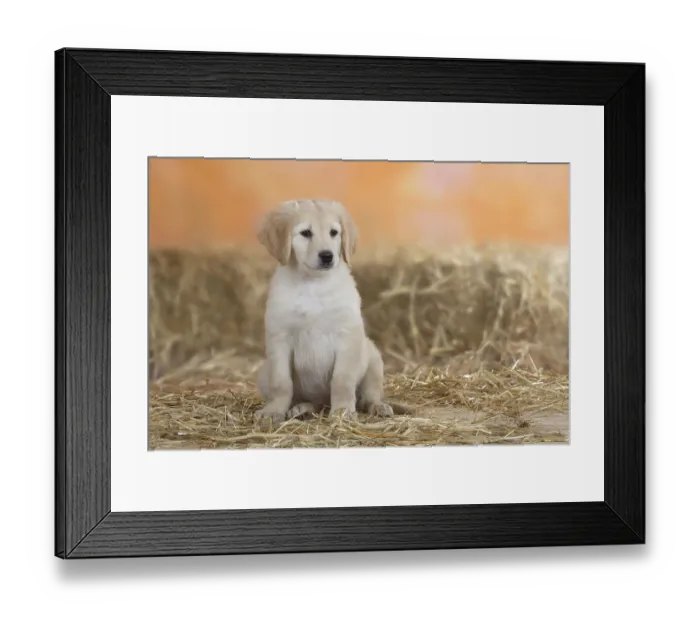 Framed Print : Hovawart, puppy, 9 weeks
