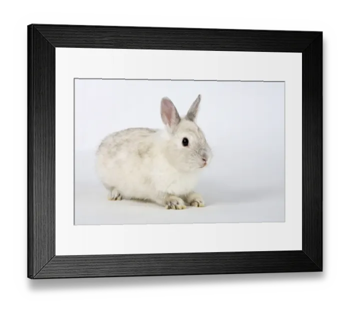 Framed Print : Dwarf Rabbit, Colour Dwarf, Satin