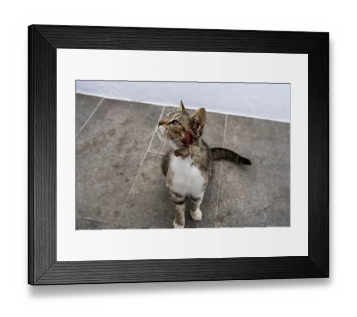 Framed Print : Cat injured on the neck, Mantrakia