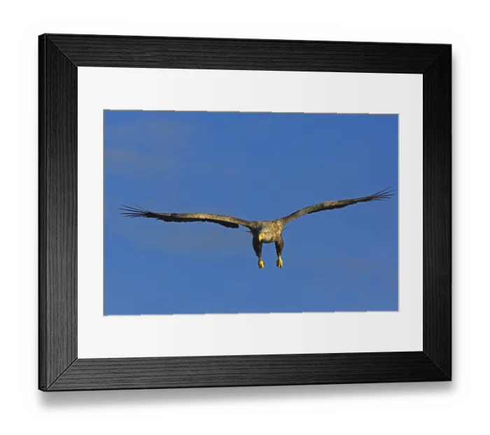 Framed Print : White-tailed eagle (Haliaeetus albicilla) Norway Framed Print : White-tailed eagle (Haliaeetus albicilla) Norway