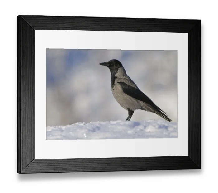 Framed Print : Hooded crow (Corvus corone cornix) in winter