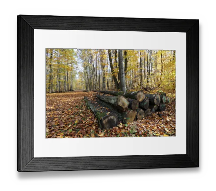 Framed Print : Beech forest, Germany