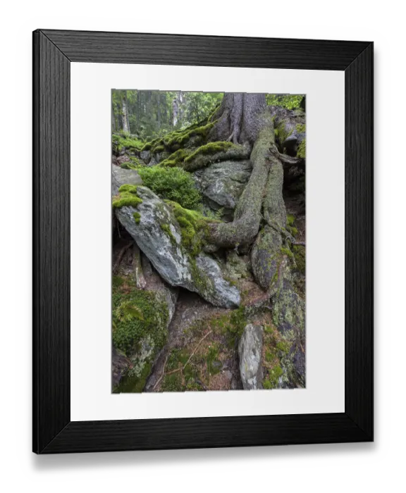 Framed Print : Primeval forest in Hoellbachgespreng Framed Print : Primeval forest in Hoellbachgespreng