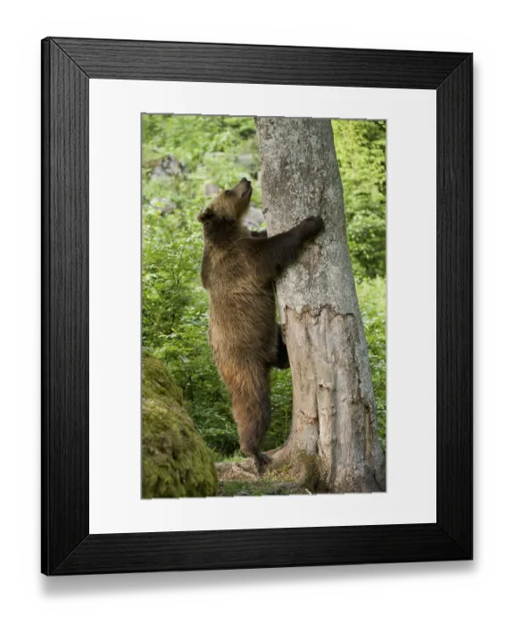 Framed Print : Brown Bear (Ursus arctos) climbing a tree