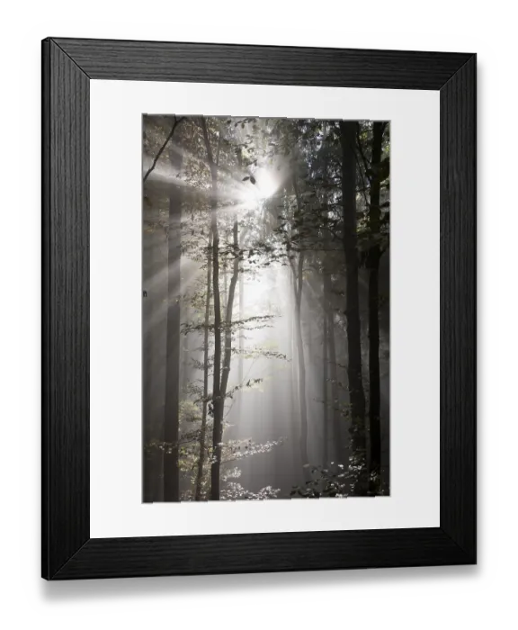 Framed Print : Sun rays in the autumnal misty forest