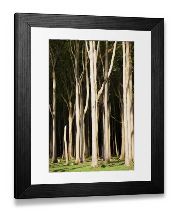 Framed Print : Ghost Wood in Nienhagen, Mecklenburg-Western Pomerania Framed Print : Ghost Wood in Nienhagen, Mecklenburg-Western Pomerania