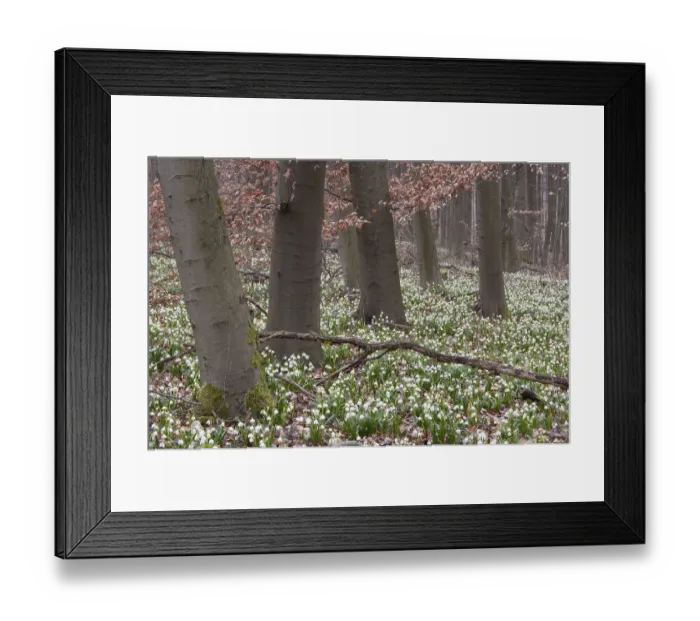 Framed Print : Snowflake Framed Print : Snowflake