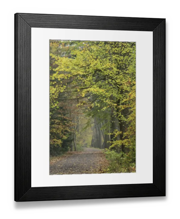 Framed Print : Fuchteler Forest near Gut Welpe