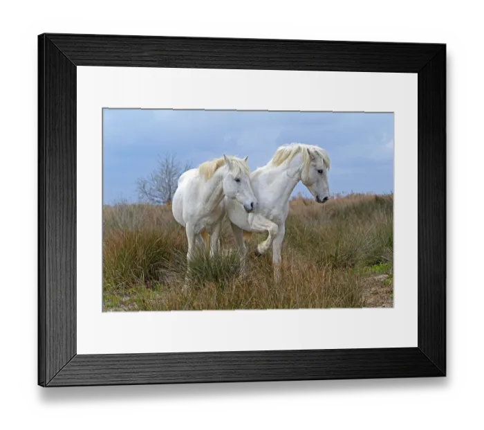 Framed Print : Camargue horses, stallions, Camargue