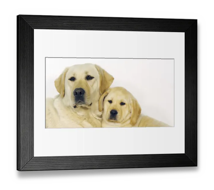 Framed Print : Yellow Labrador Retriever, Bitch and Puppy on White Background